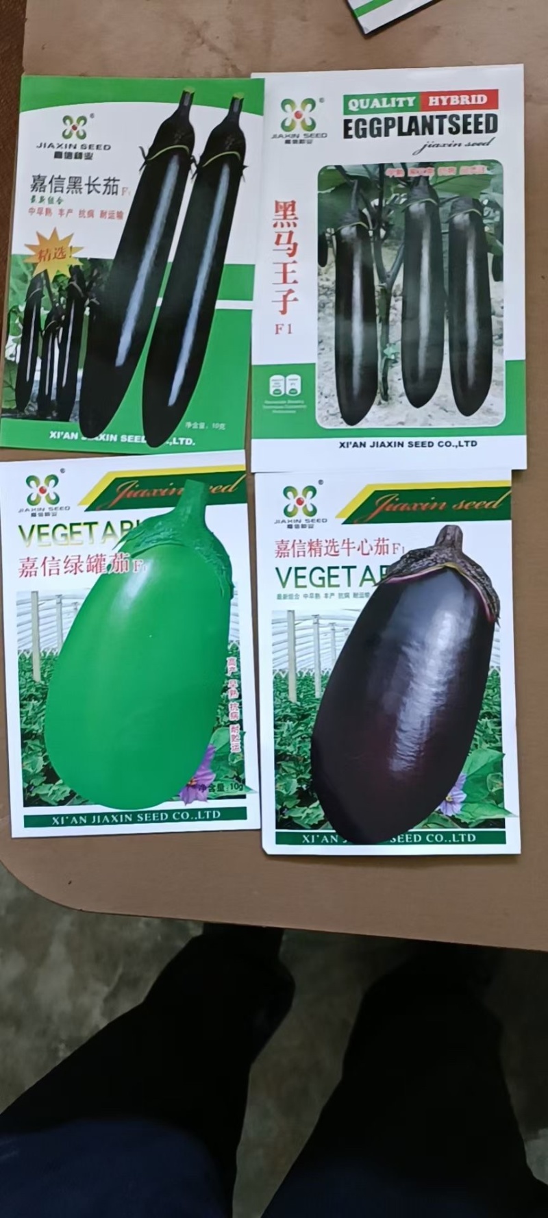 现货代育茄子苗嫁接苗自根苗青茄子苗