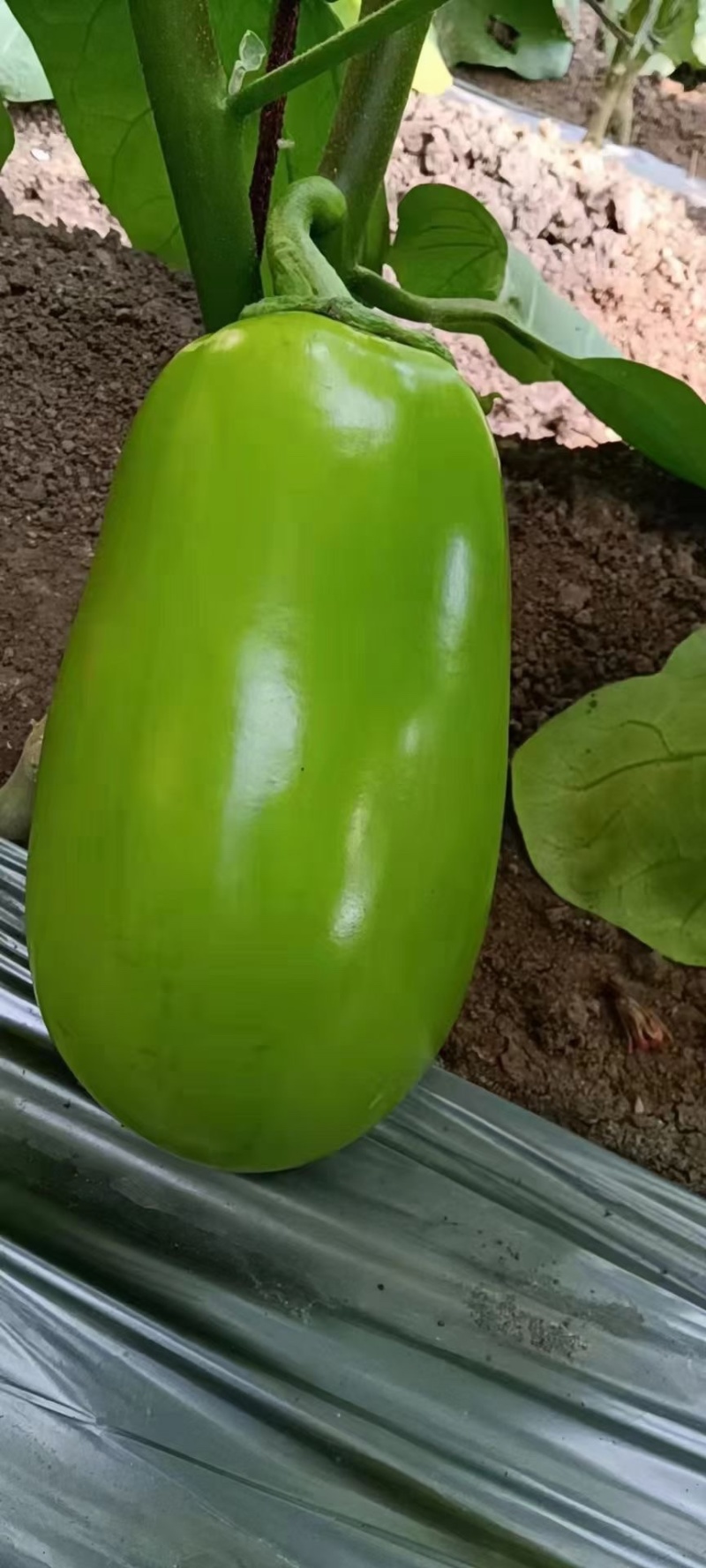 现货代育茄子苗嫁接苗自根苗青茄子苗