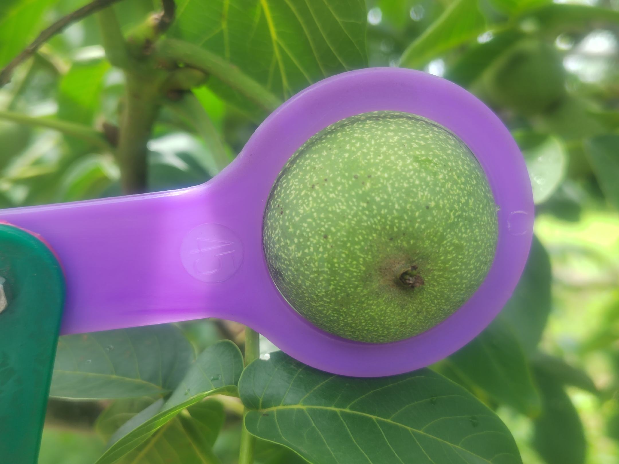 三组不同标签标注的核桃样品排列展示:左侧为香玲核桃,圆润光滑,壳色浅褐;中间为辽核4号,略扁圆形,缝合线明显;右侧为温185,果形小巧均匀,壳面细腻。背景为实验室工作台,配有游标卡尺用于尺寸测量 香玲、辽核、温185三种主流栽培核桃品种对比图