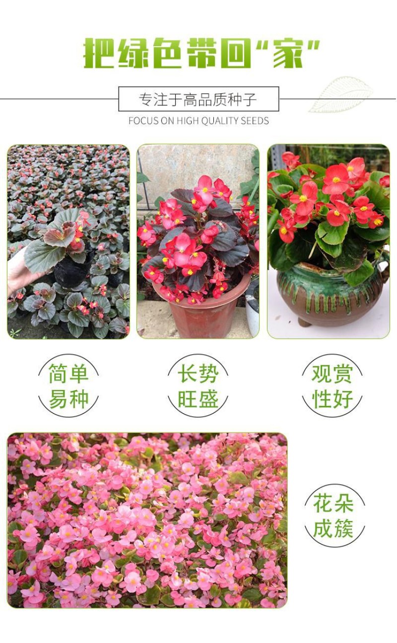 四季海棠种子室内阳台盆栽庭院四季常绿植物易种春秋花籽