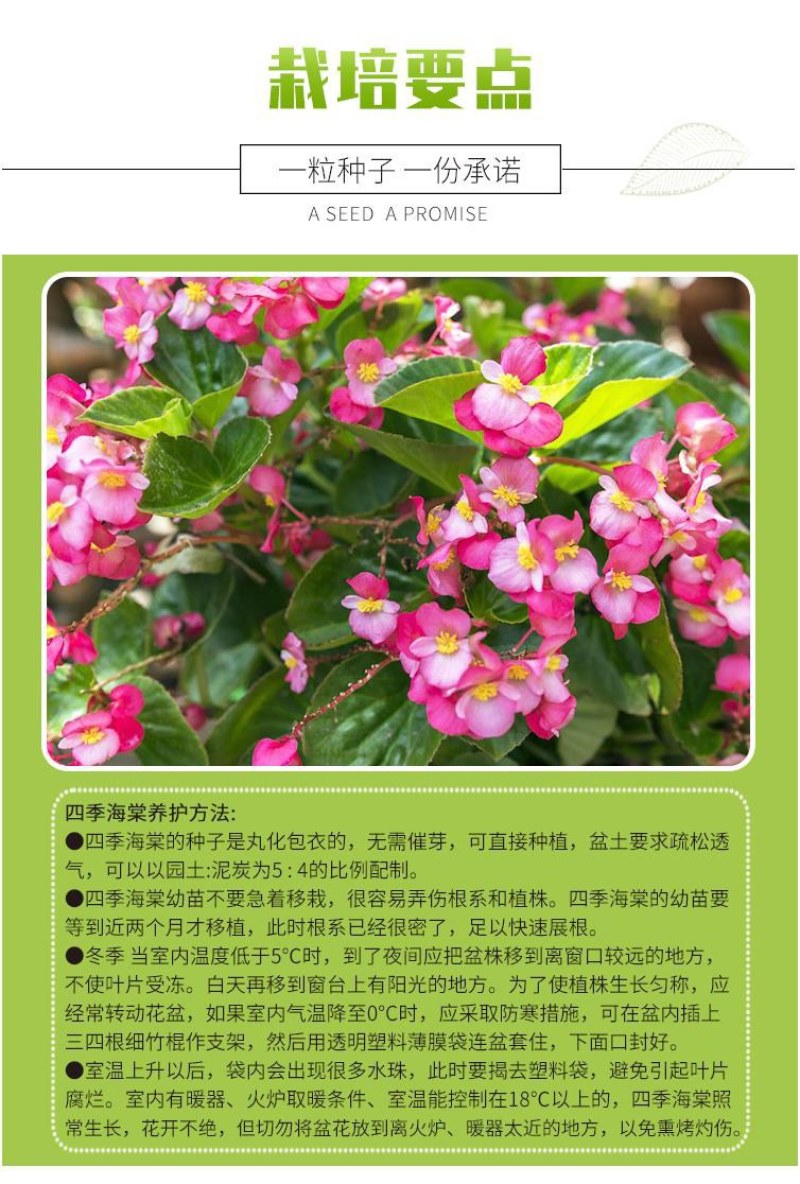 四季海棠种子室内阳台盆栽庭院四季常绿植物易种春秋花籽