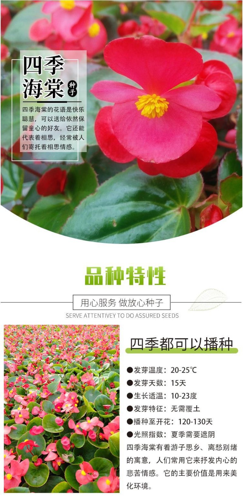 四季海棠种子室内阳台盆栽庭院四季常绿植物易种春秋花籽