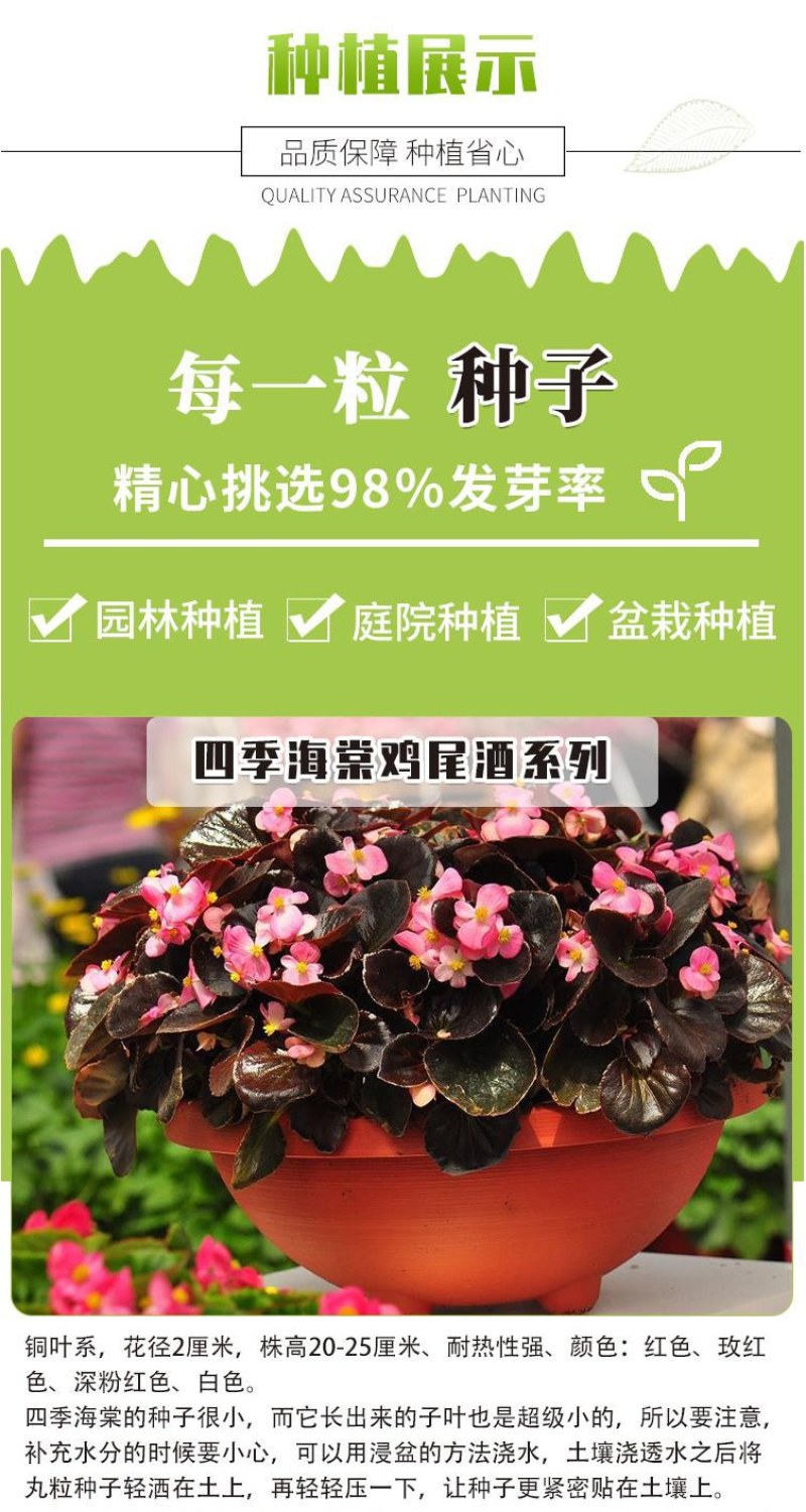 四季海棠种子室内阳台盆栽庭院四季常绿植物易种春秋花籽
