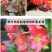 四季海棠种子室内阳台盆栽庭院四季常绿植物易种春秋花籽