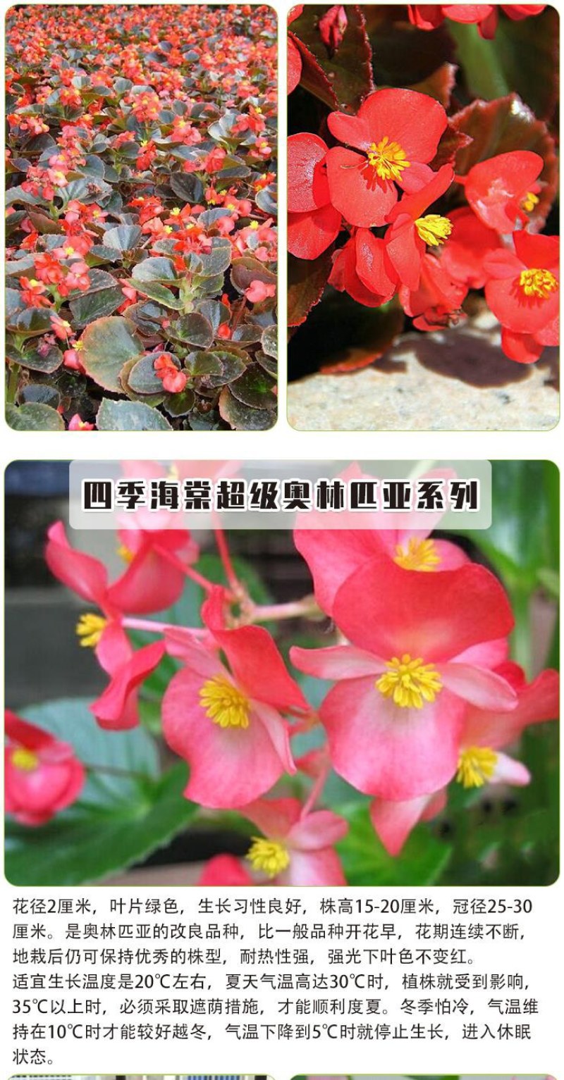 四季海棠种子室内阳台盆栽庭院四季常绿植物易种春秋花籽