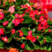 四季海棠种子室内阳台盆栽庭院四季常绿植物易种春秋花籽