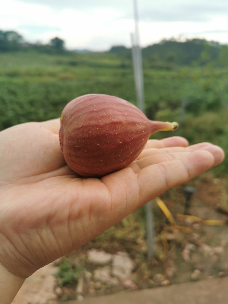 无花果鲜果省内包邮到家