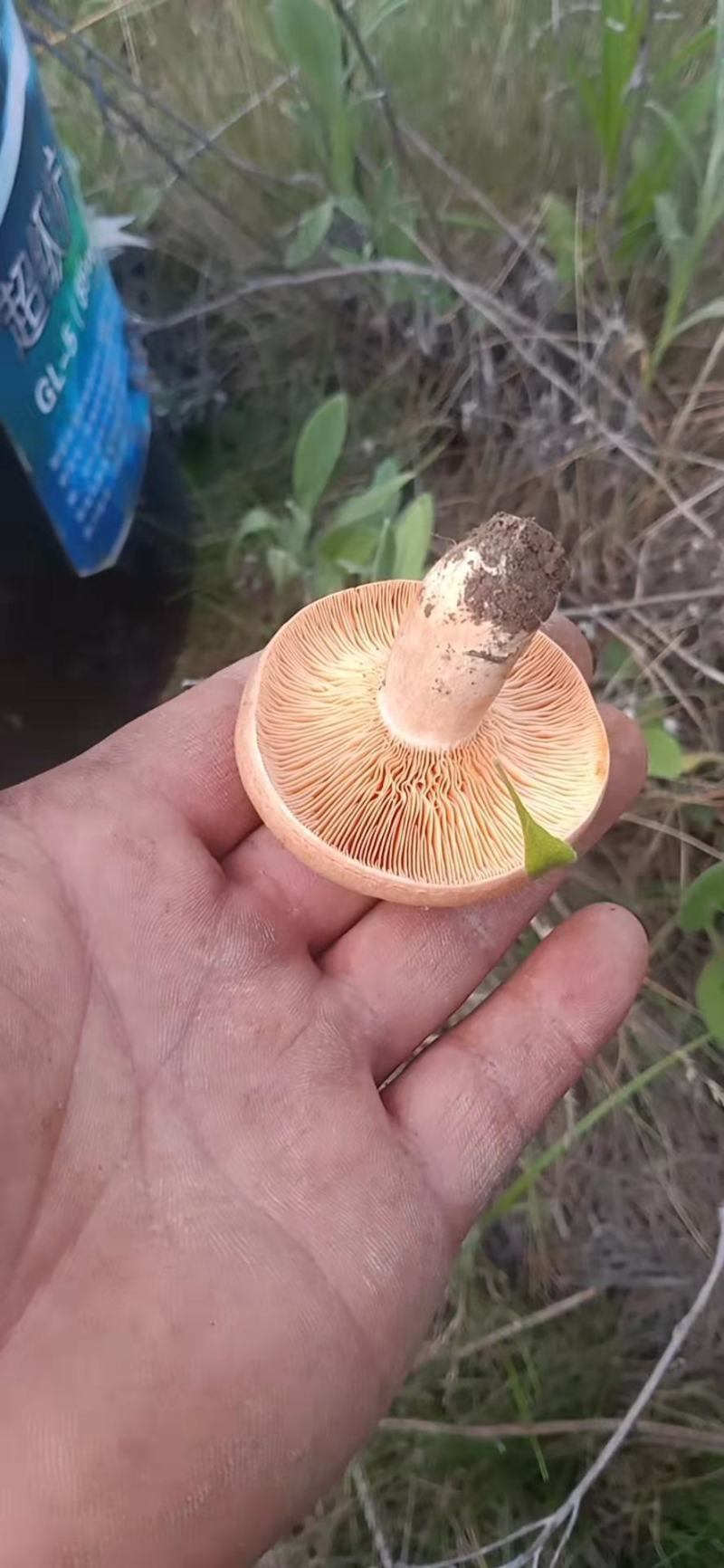 蘑菇