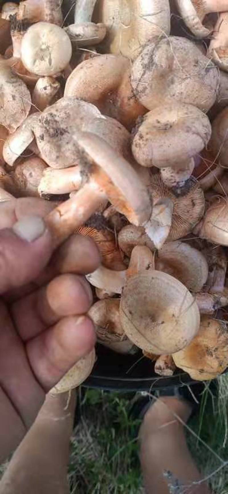 蘑菇
