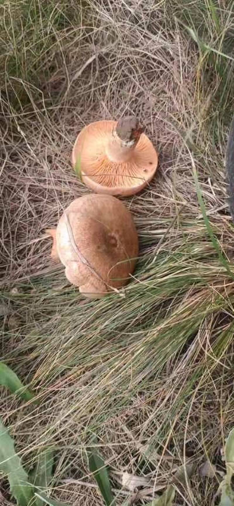 蘑菇