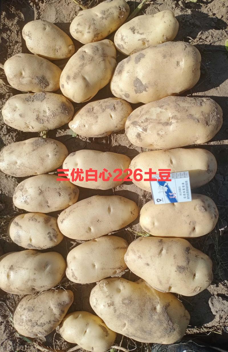 精品白心土豆:226，228，夏波蒂v8丽薯6号布尔班克