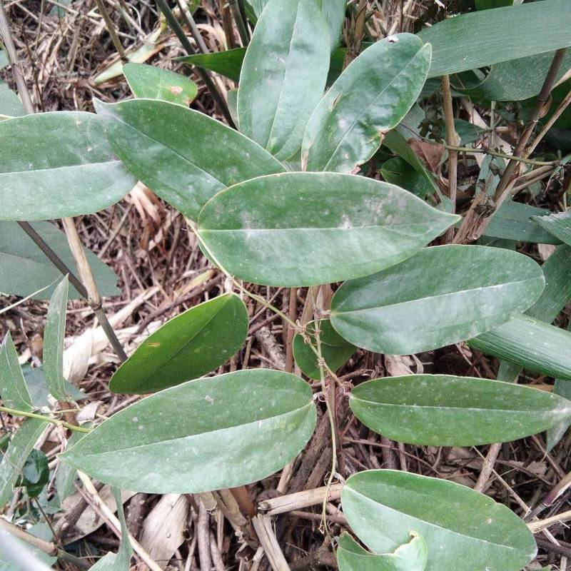云南野生土茯苓干片干品土茯苓野生药材土茯苓农家硬饭头