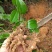 云南野生土茯苓干片干品土茯苓野生药材土茯苓农家硬饭头