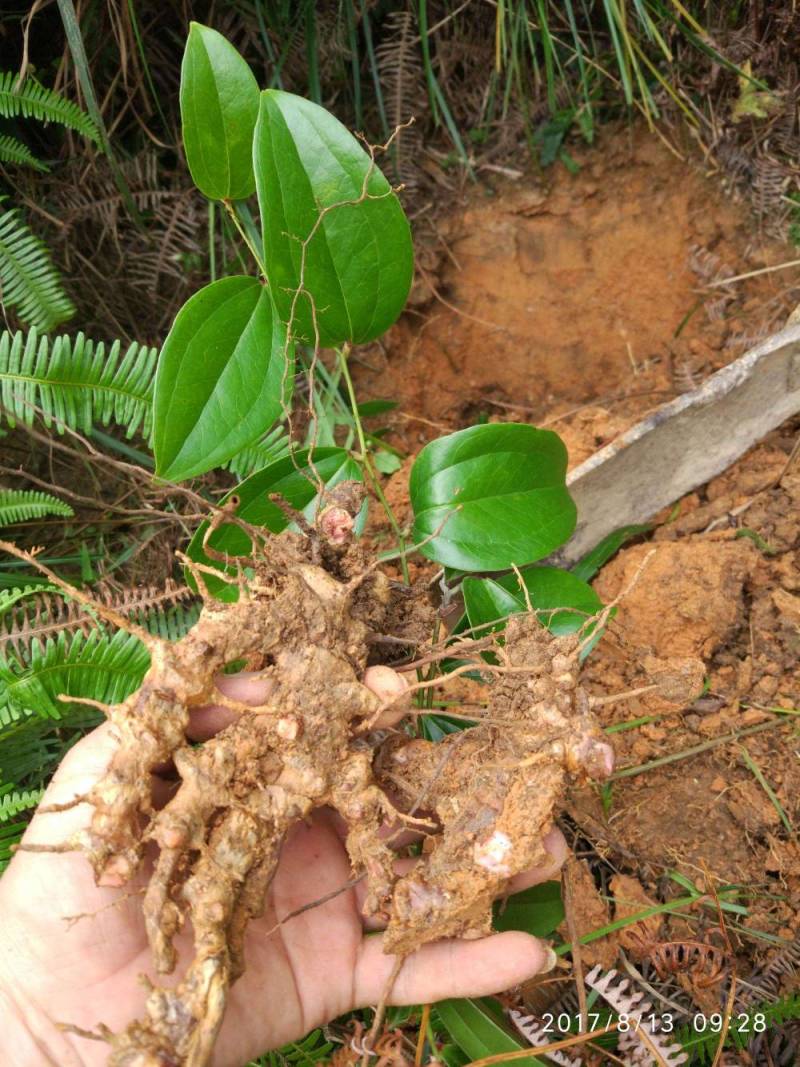 云南野生土茯苓干片干品土茯苓野生药材土茯苓农家硬饭头