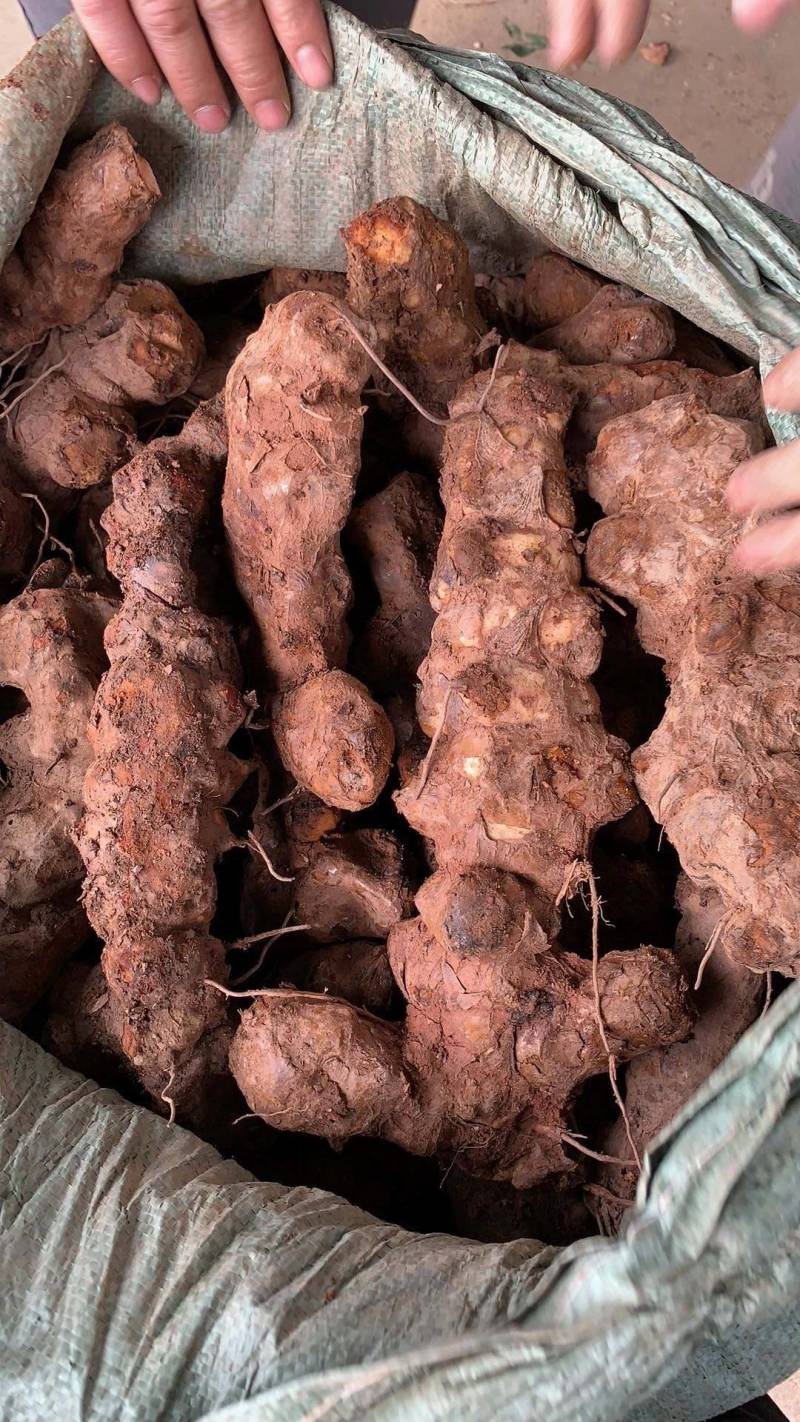 云南野生土茯苓干片干品土茯苓野生药材土茯苓农家硬饭头