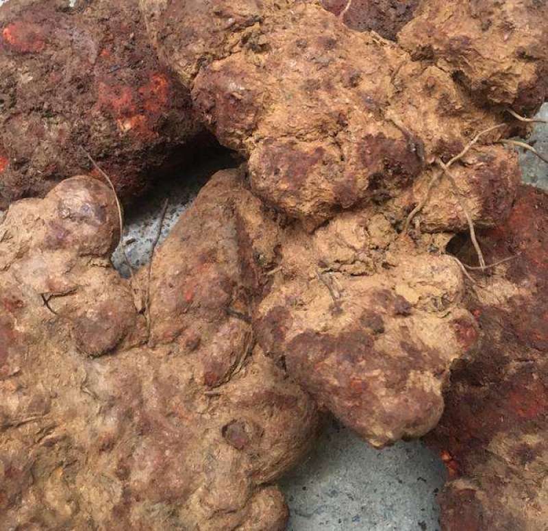 云南野生土茯苓干片干品土茯苓野生药材土茯苓农家硬饭头