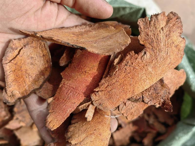 云南野生土茯苓干片干品土茯苓野生药材土茯苓农家硬饭头
