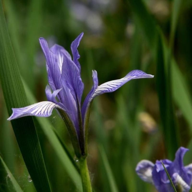 马兰花苗马莲花苗盆栽马澜花苗马兰花抗寒庭院绿植花卉宿