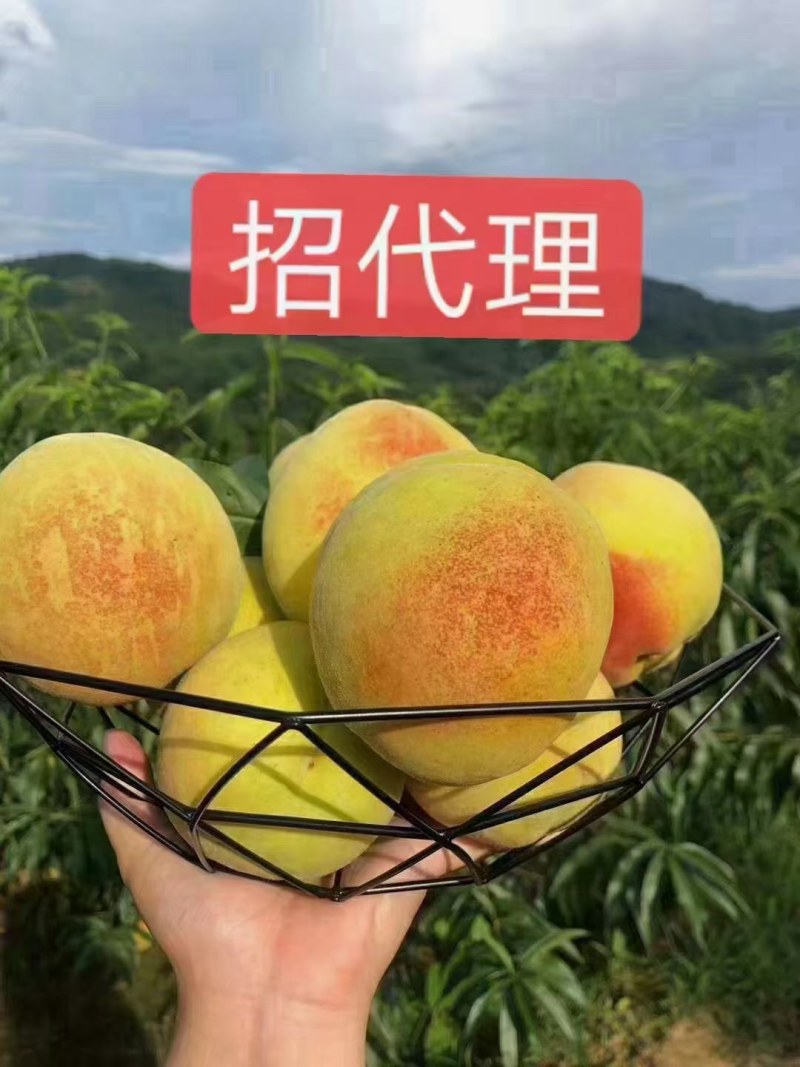 建宁县锦绣黄桃-大量上市，欢迎电商老板来电咨询