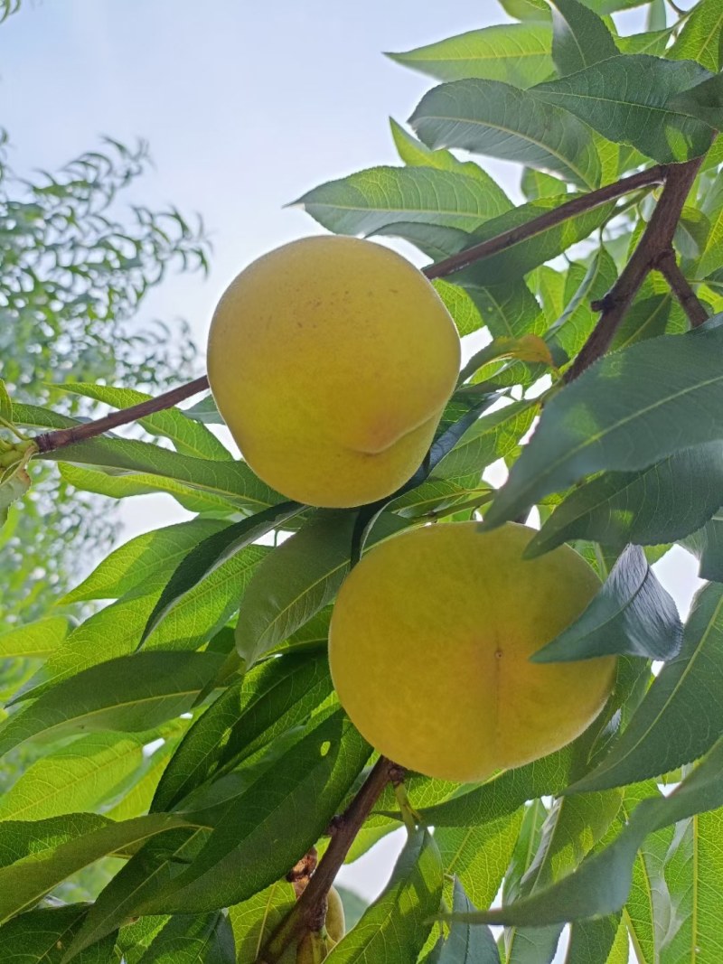 建宁县锦绣黄桃-大量上市，欢迎电商老板来电咨询