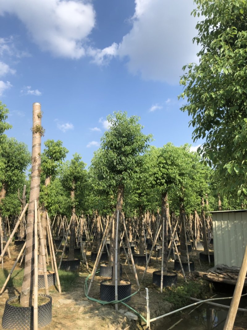 香樟15-18-20分大量现货供应欢迎咨询