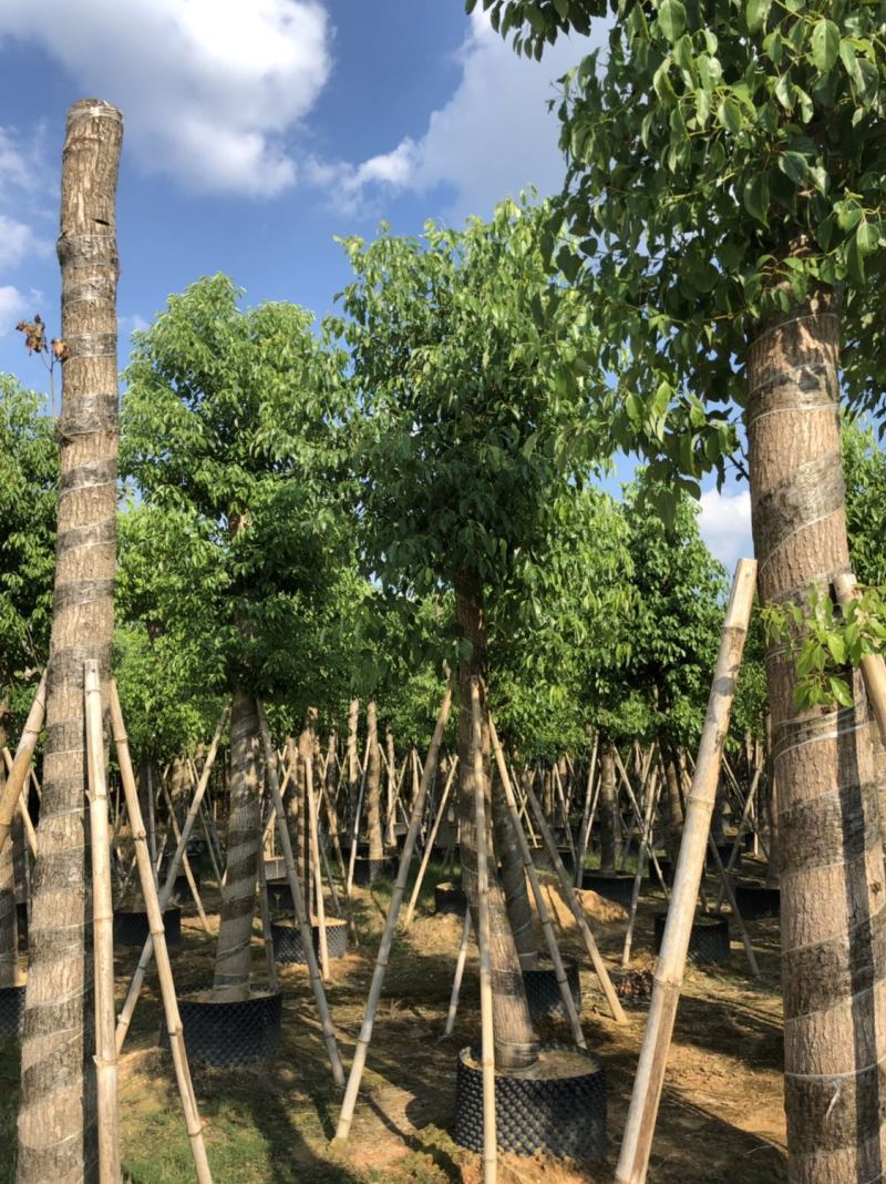 香樟15-18-20分大量现货供应欢迎咨询