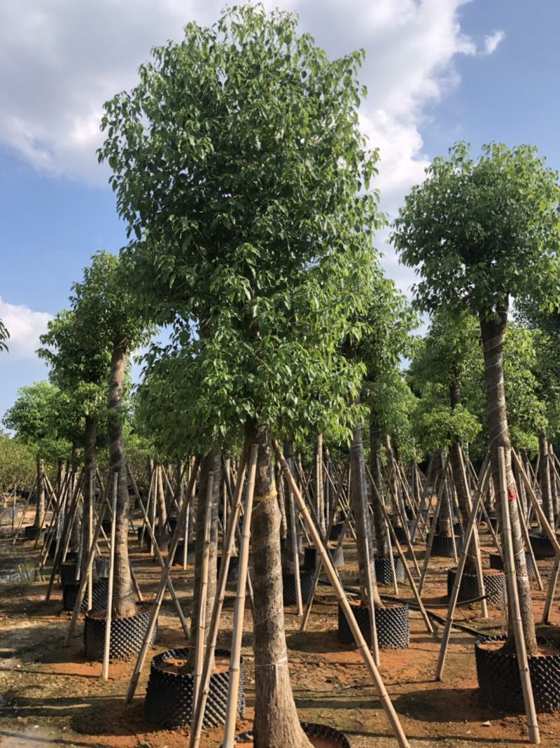 香樟15-18-20分大量现货供应欢迎咨询
