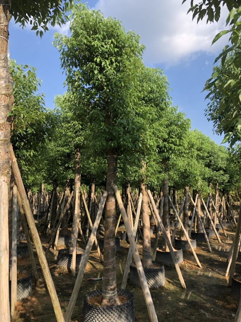 香樟15-18-20分大量现货供应欢迎咨询