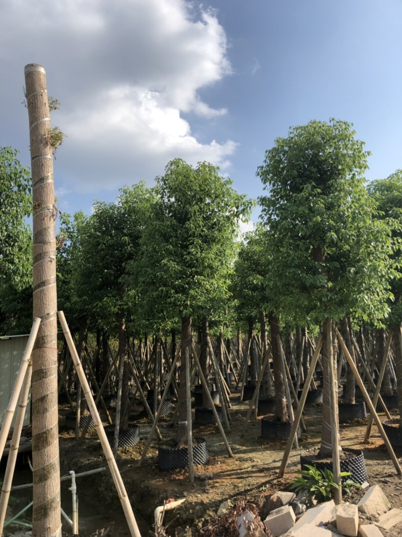 香樟15-18-20分大量现货供应欢迎咨询