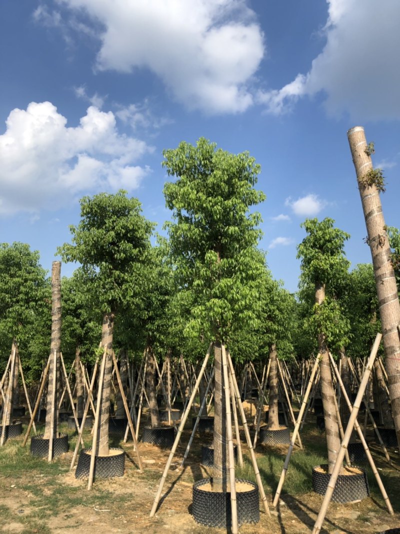 香樟15-18-20分大量现货供应欢迎咨询