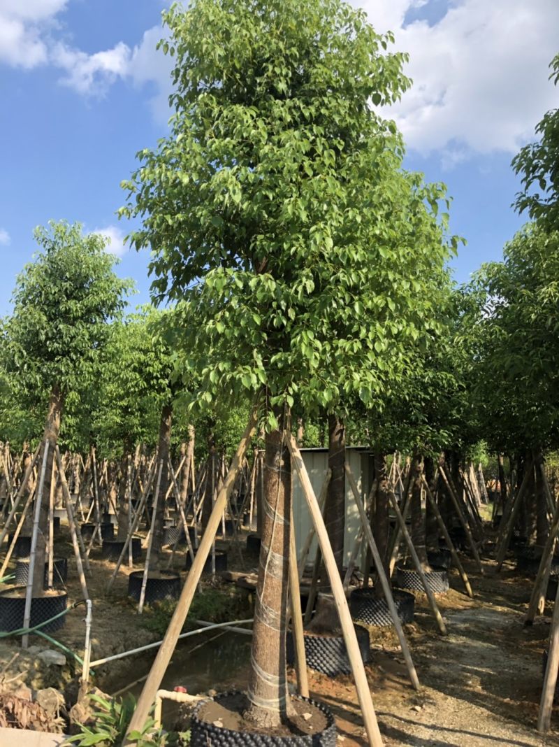 香樟15-18-20分大量现货供应欢迎咨询
