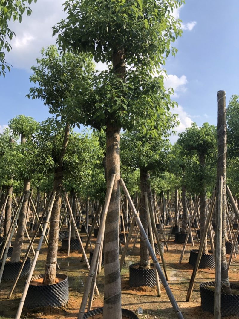 香樟15-18-20分大量现货供应欢迎咨询