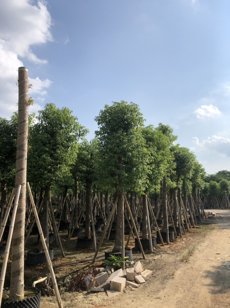 香樟15-18-20分大量现货供应欢迎咨询