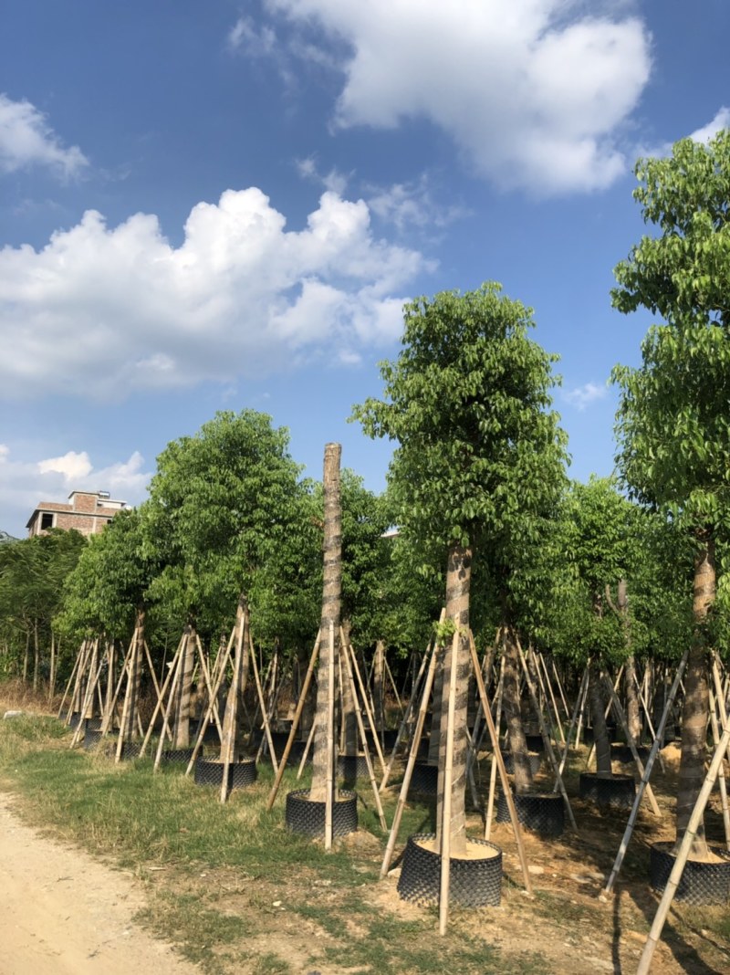 香樟15-18-20分大量现货供应欢迎咨询