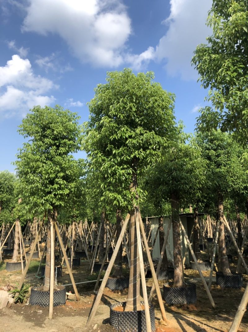 香樟15-18-20分大量现货供应欢迎咨询