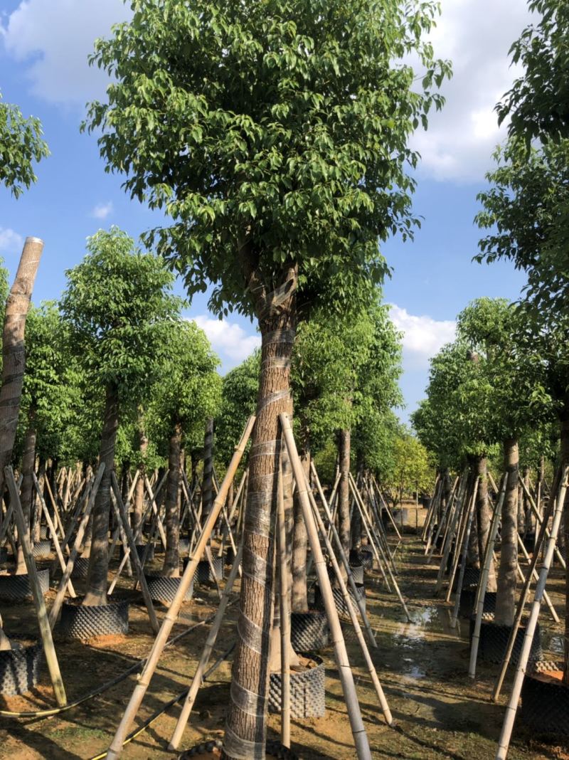 香樟15-18-20分大量现货供应欢迎咨询