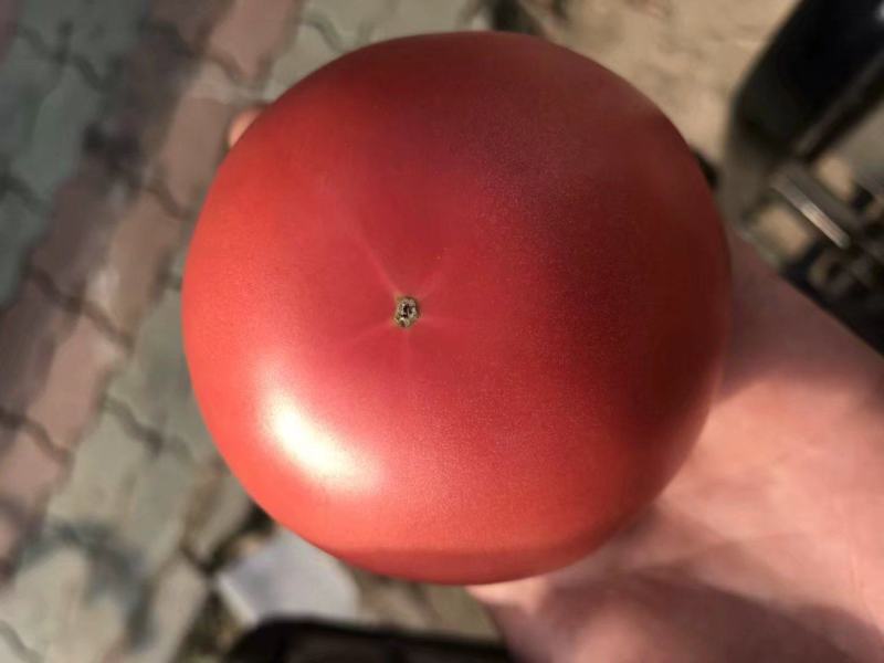 精品硬粉西红柿大量上市……口感香甜可口，！