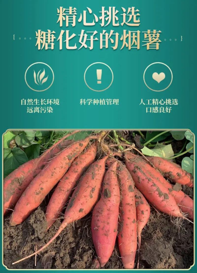 【电商批量代发】山东烟台原产地烟薯25烤蜜薯实力大供应链