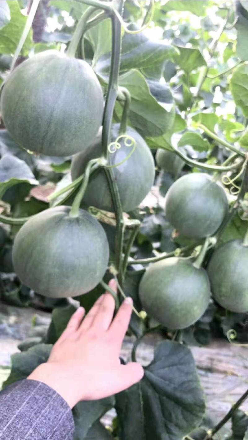 晓蜜25，西州蜜25，黄皮，玉菇，网纹，脆梨