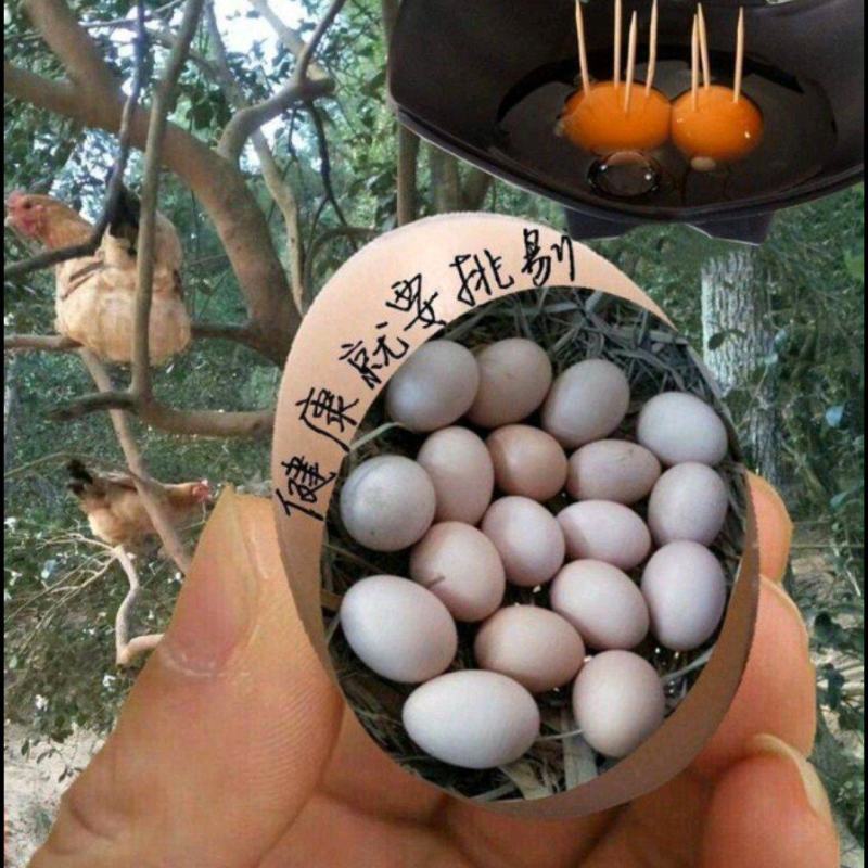 包邮散养土鸡蛋当天新鲜鸡蛋大巴车或物流发货，保质保量，