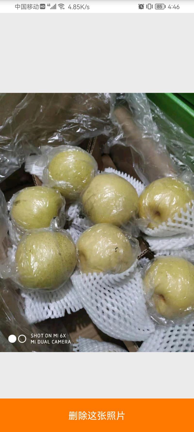 皇冠梨300~350g纸箱白皮套袋供应全国大量有货