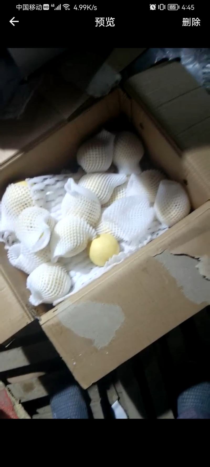 皇冠梨300~350g纸箱白皮套袋供应全国大量有货