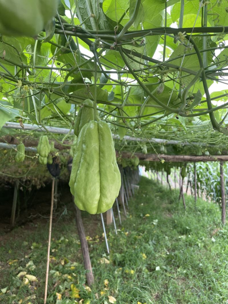 沂源新鲜佛手瓜，表面光滑无次瓜，丰收窝瓜现摘洋瓜捧瓜寿瓜