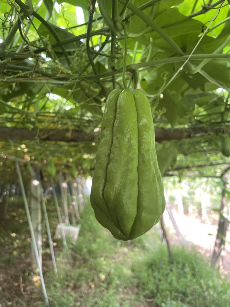 沂源新鲜佛手瓜，表面光滑无次瓜，丰收窝瓜现摘洋瓜捧瓜寿瓜