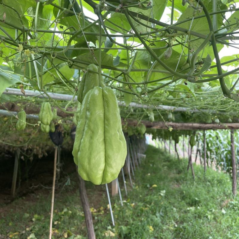 沂源新鲜佛手瓜，表面光滑无次瓜，丰收窝瓜现摘洋瓜捧瓜寿瓜