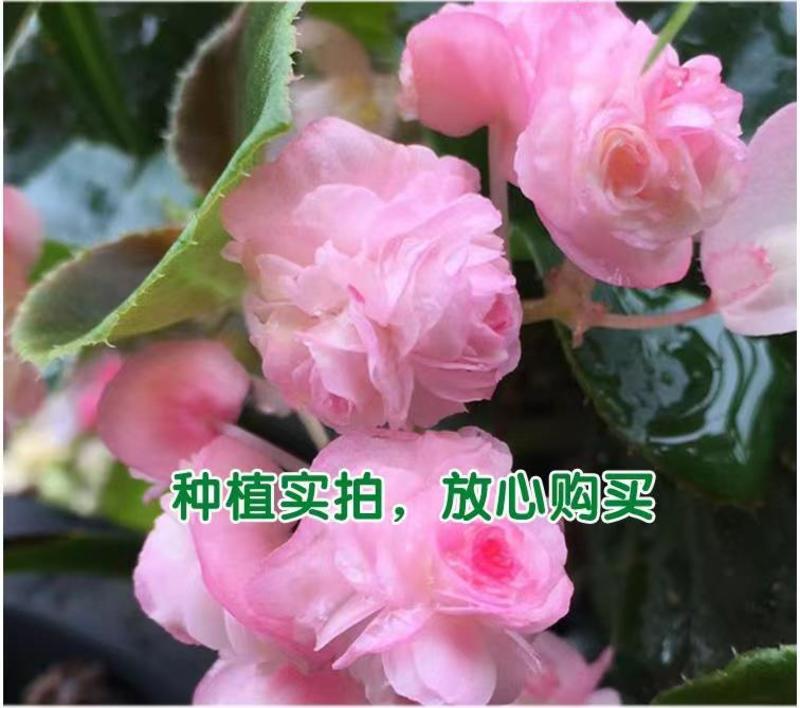 四季海棠花种子家庭阳台盆栽易种花籽四季播种秋播海棠花籽