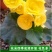 四季海棠花种子家庭阳台盆栽易种花籽四季播种秋播海棠花籽