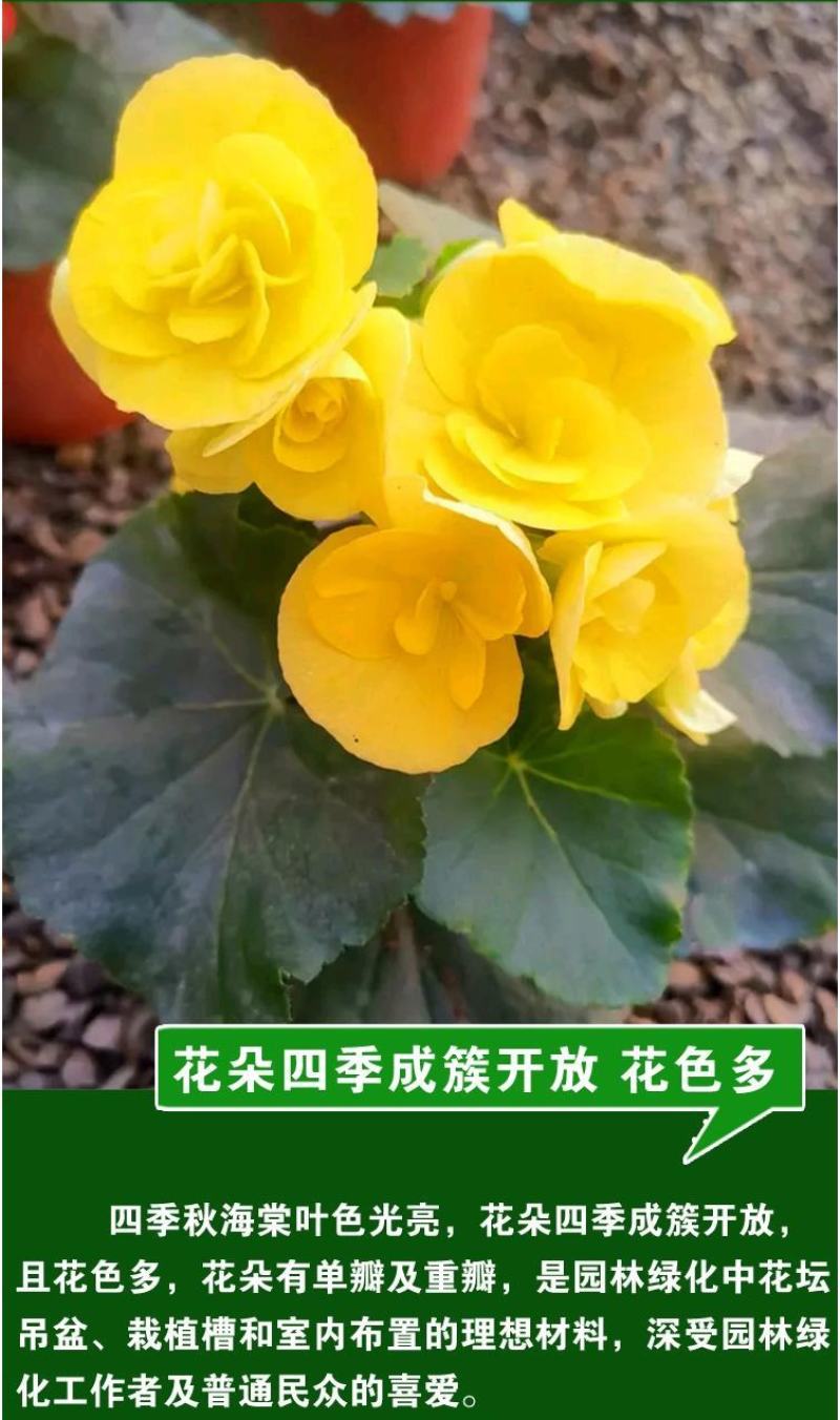 四季海棠花种子家庭阳台盆栽易种花籽四季播种秋播海棠花籽