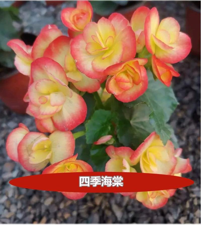 四季海棠花种子家庭阳台盆栽易种花籽四季播种秋播海棠花籽