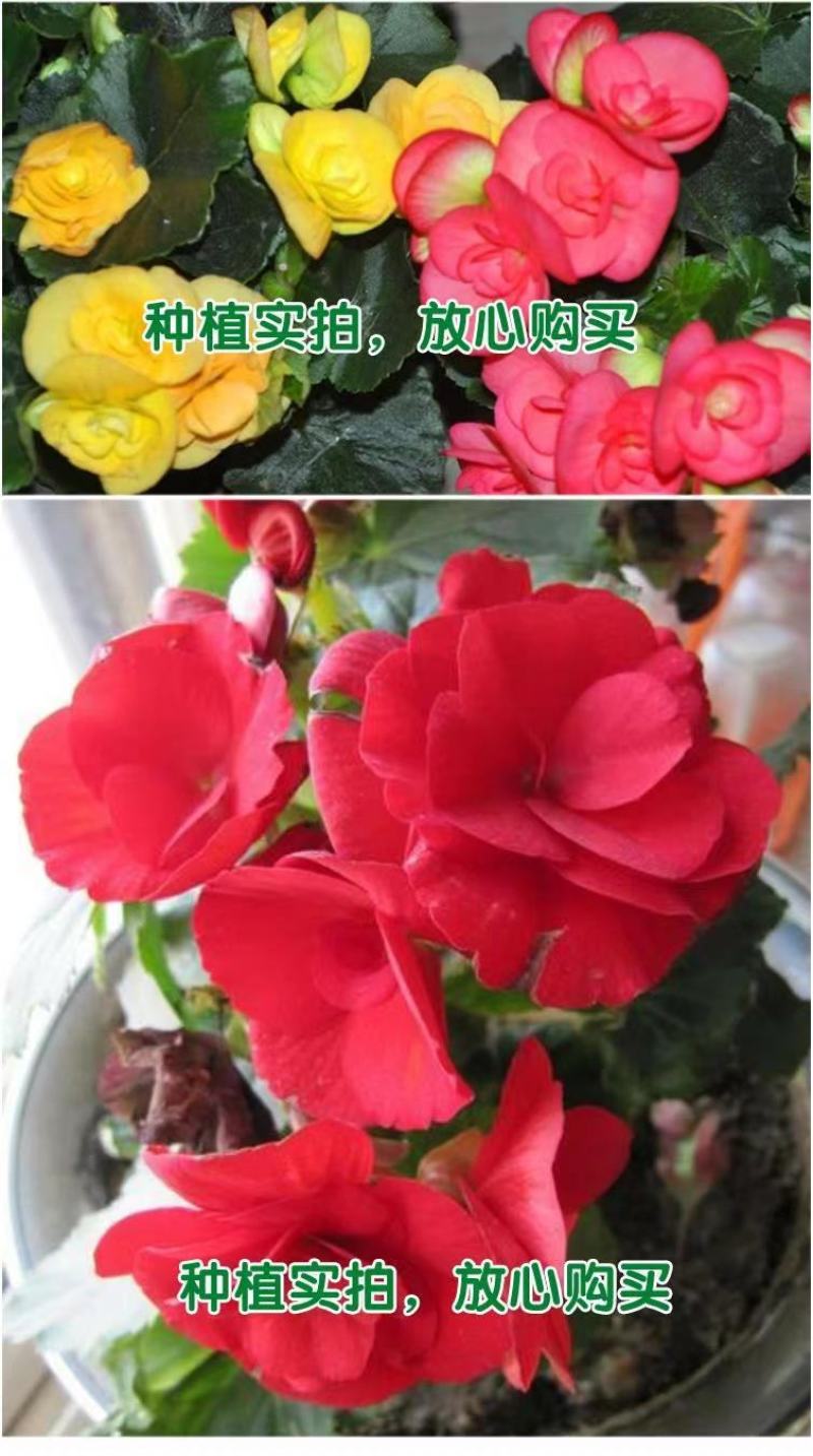 四季海棠花种子家庭阳台盆栽易种花籽四季播种秋播海棠花籽